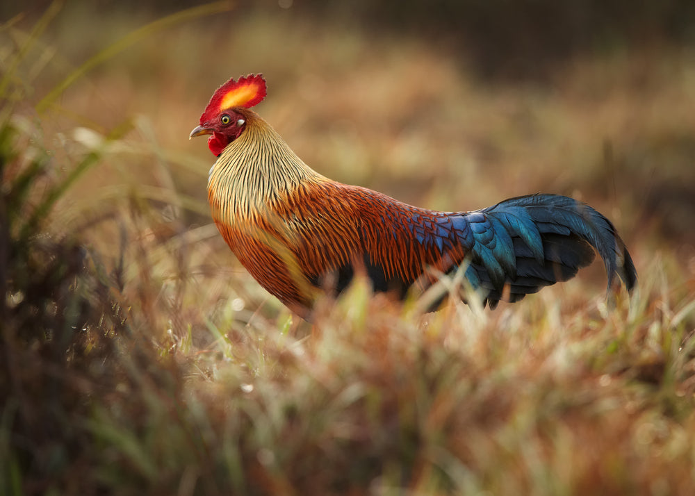 Rooster Photograph Print 100% Australian Made