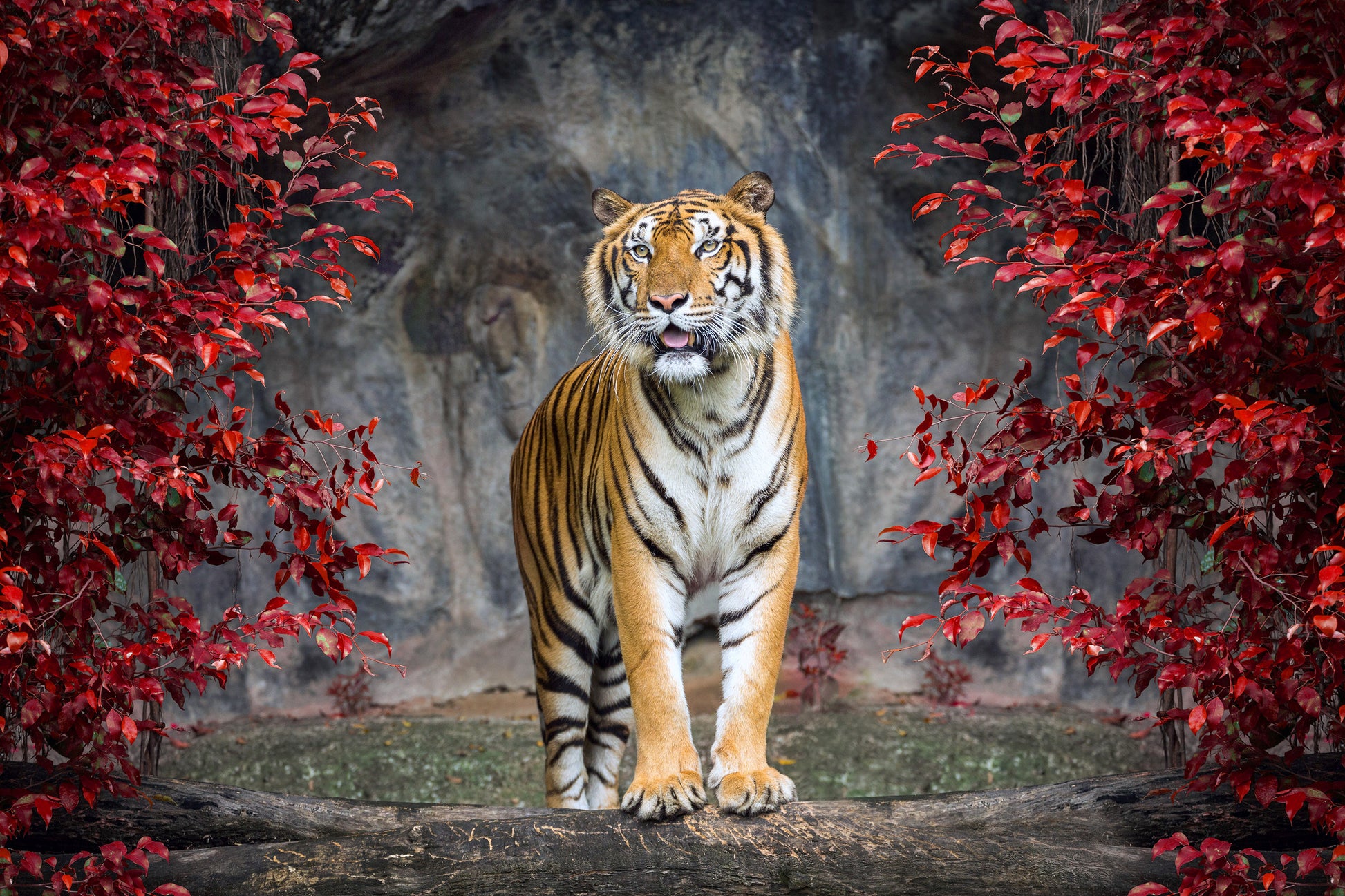 Tiger in Zoo Red Leafy Trees Photograph Print 100% Australian Made