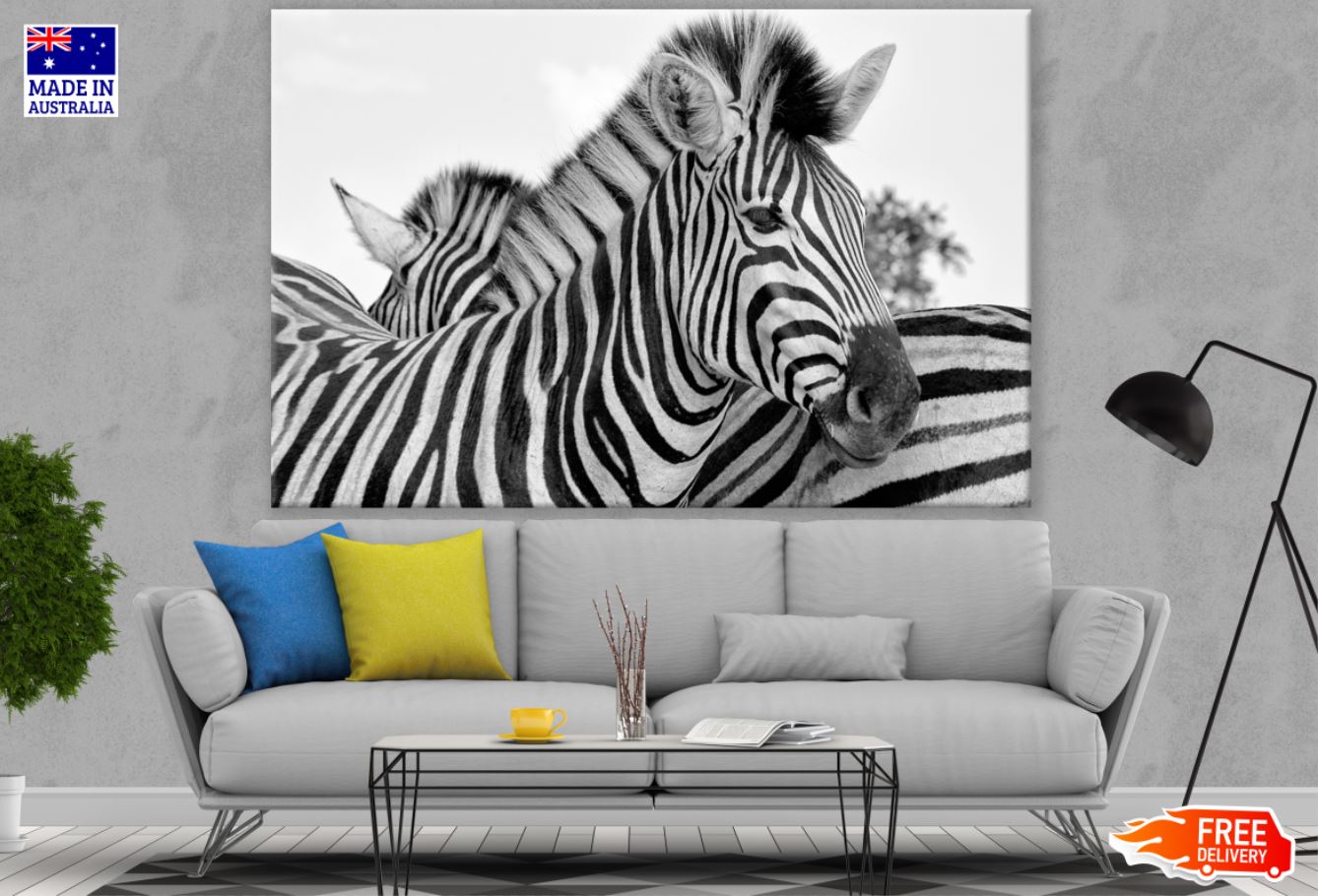 Zebras B&W Photograph Print 100% Australian Made