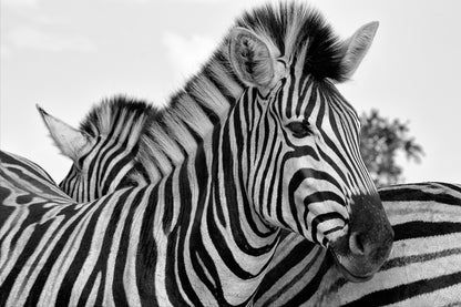 Zebras B&W Photograph Print 100% Australian Made