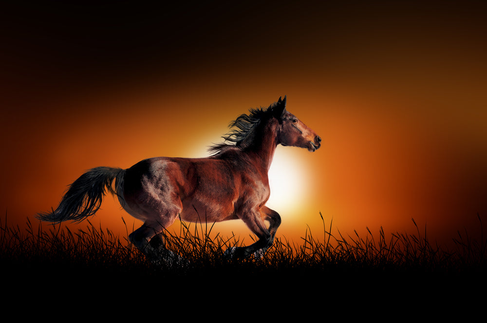 Running Horse Sunset Background Print 100% Australian Made