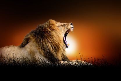 Yawning Lion in Sunset Background Print 100% Australian Made