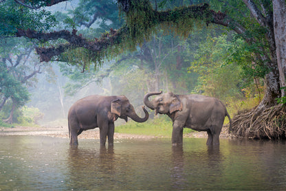 Elephants in Water Photograph Print 100% Australian Made