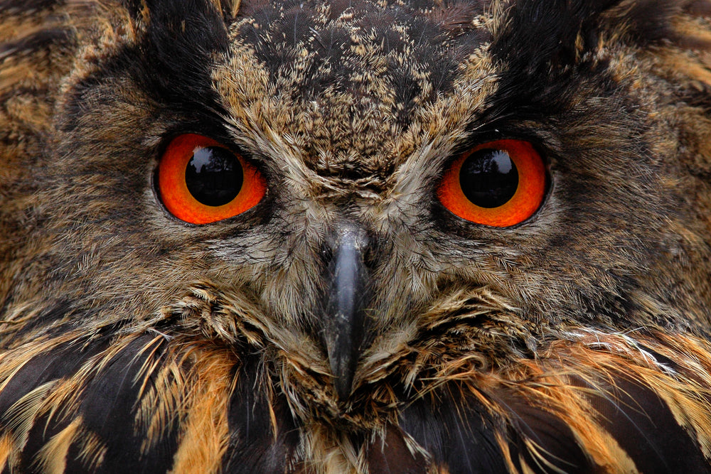 Owl with Red Eyes Portrait Photograph Print 100% Australian Made