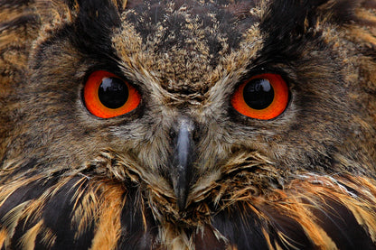 Owl with Red Eyes Portrait Photograph Print 100% Australian Made