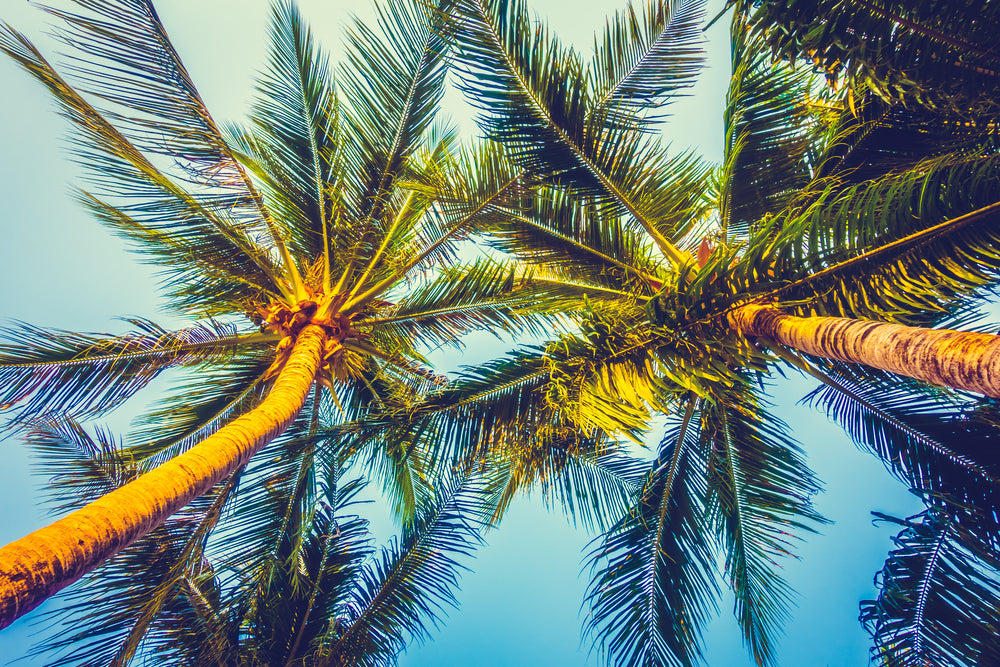 Tall Palm Trees Photograph Print 100% Australian Made