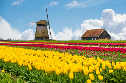 Flower Field & Wind Mills Photograph Print 100% Australian Made