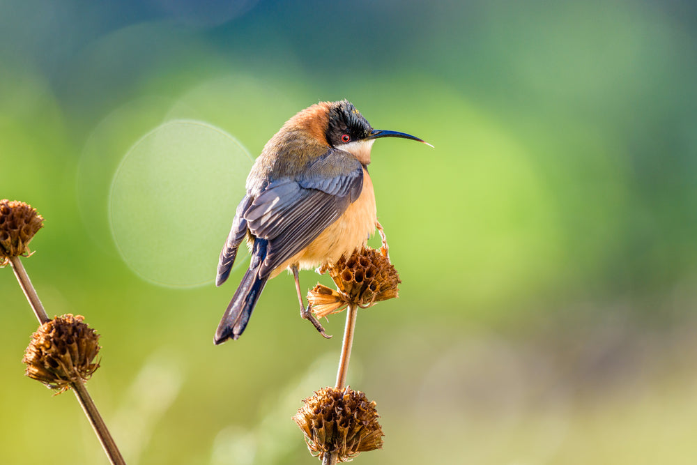 Australian Native Eastern Spinebill Bird Photograph Print 100% Australian Made