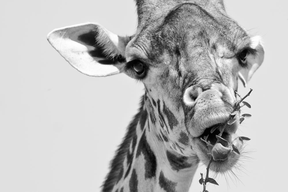 Giraffe Eating Portrait Print 100% Australian Made