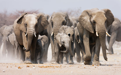 Elephant Herd Walking Photograph Print 100% Australian Made