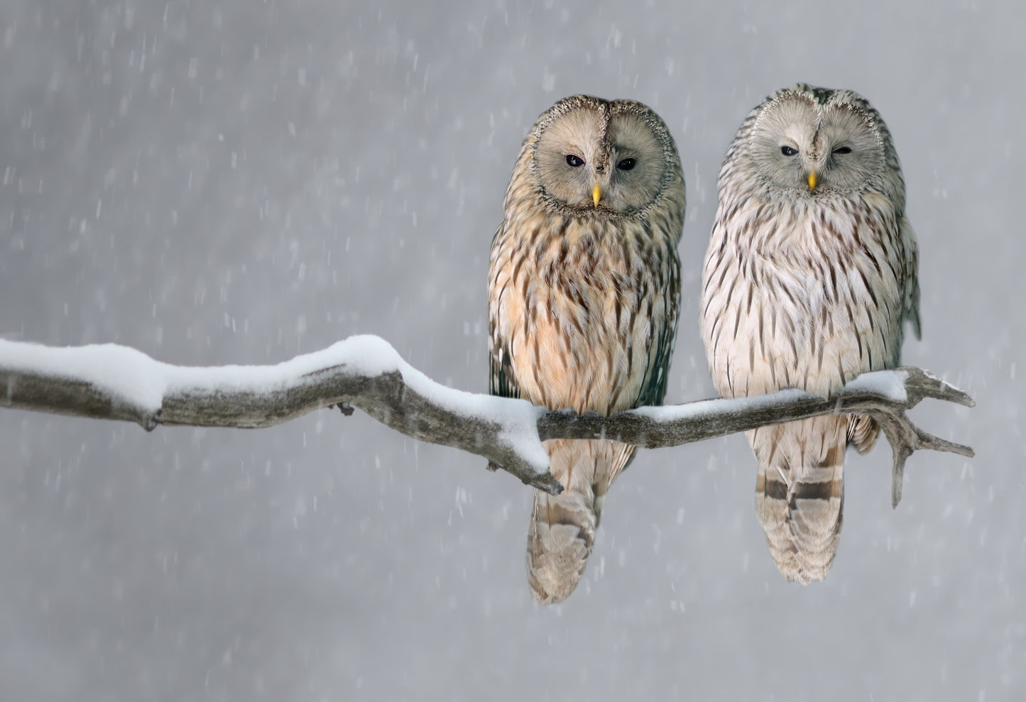 Owls Sitting on a Branch Photograph Print 100% Australian Made