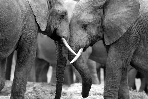 Elephants Hug B&W Photograph Print 100% Australian Made