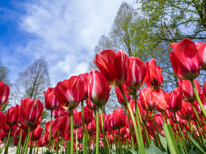 Red Tulip Flowers Photograph Home Decor Premium Quality Poster Print Choose Your Sizes