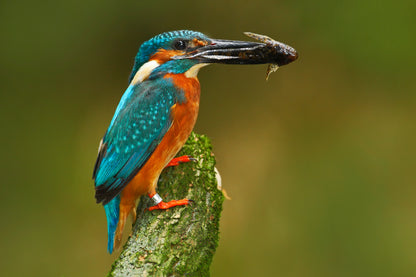 Kingfisher Bird Hunting Photograph Print 100% Australian Made