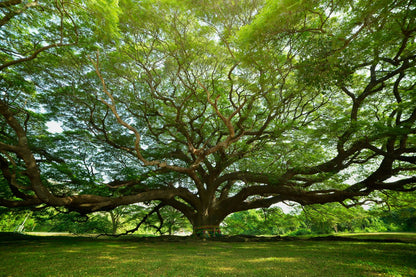 Massive Tree Photograph Print 100% Australian Made