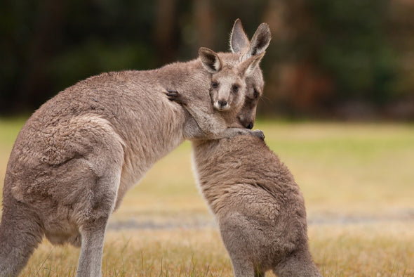 Mother and Baby Kangaroo Hug Photograph Print 100% Australian Made