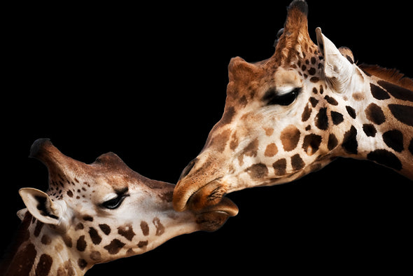 Giraffe Couple Love Portrait Photograph Print 100% Australian Made