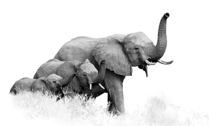 Elephants Family B&W Photograph Home Decor Premium Quality Poster Print Choose Your Sizes