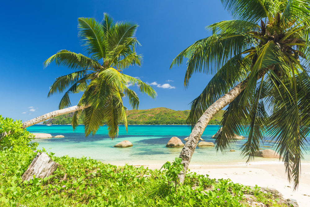 Beautiful Beach View Under Coconut Palm Trees Photograph Print 100% Australian Made