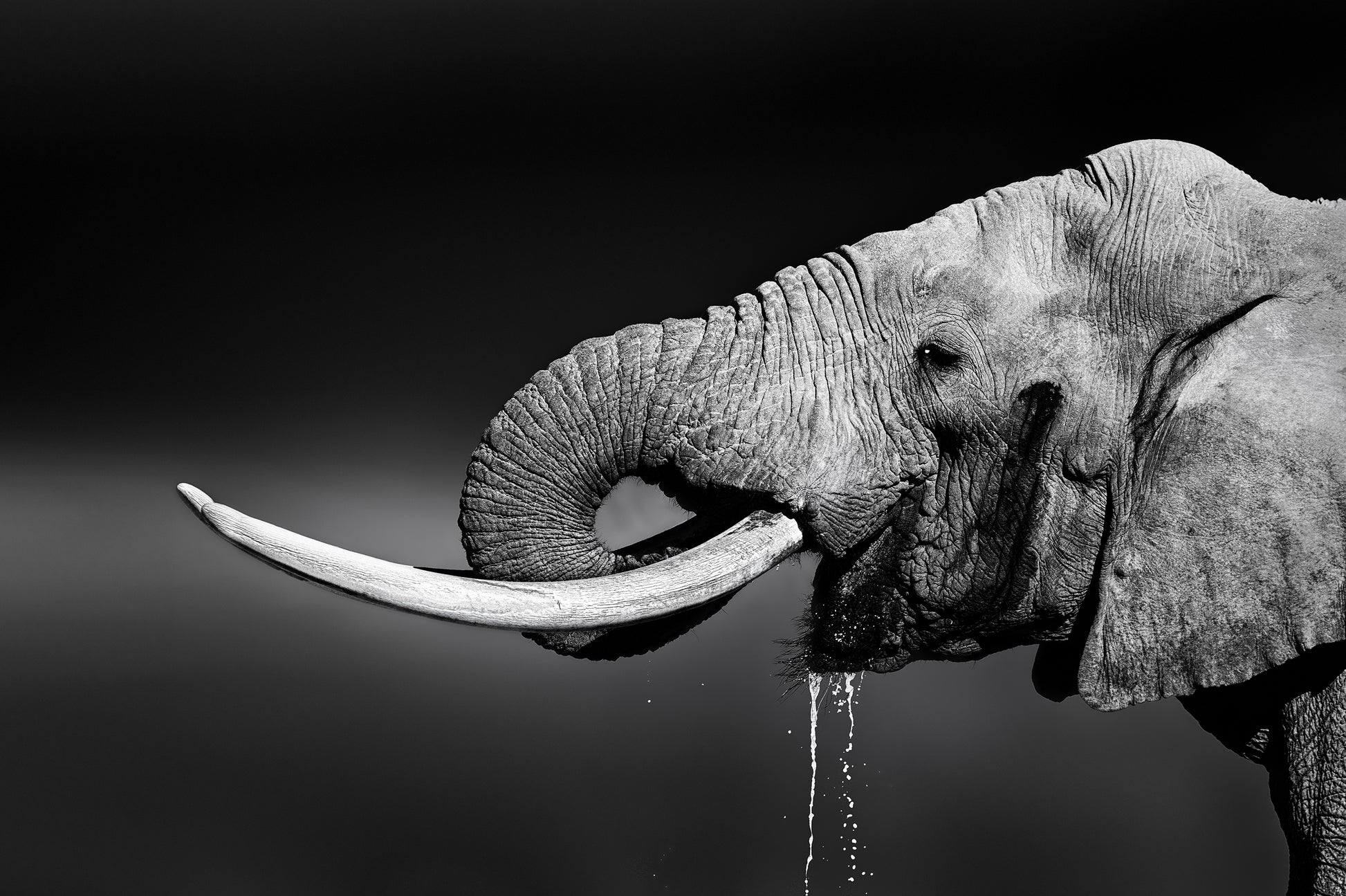 Elephant Portrait B&W Photograph Print 100% Australian Made