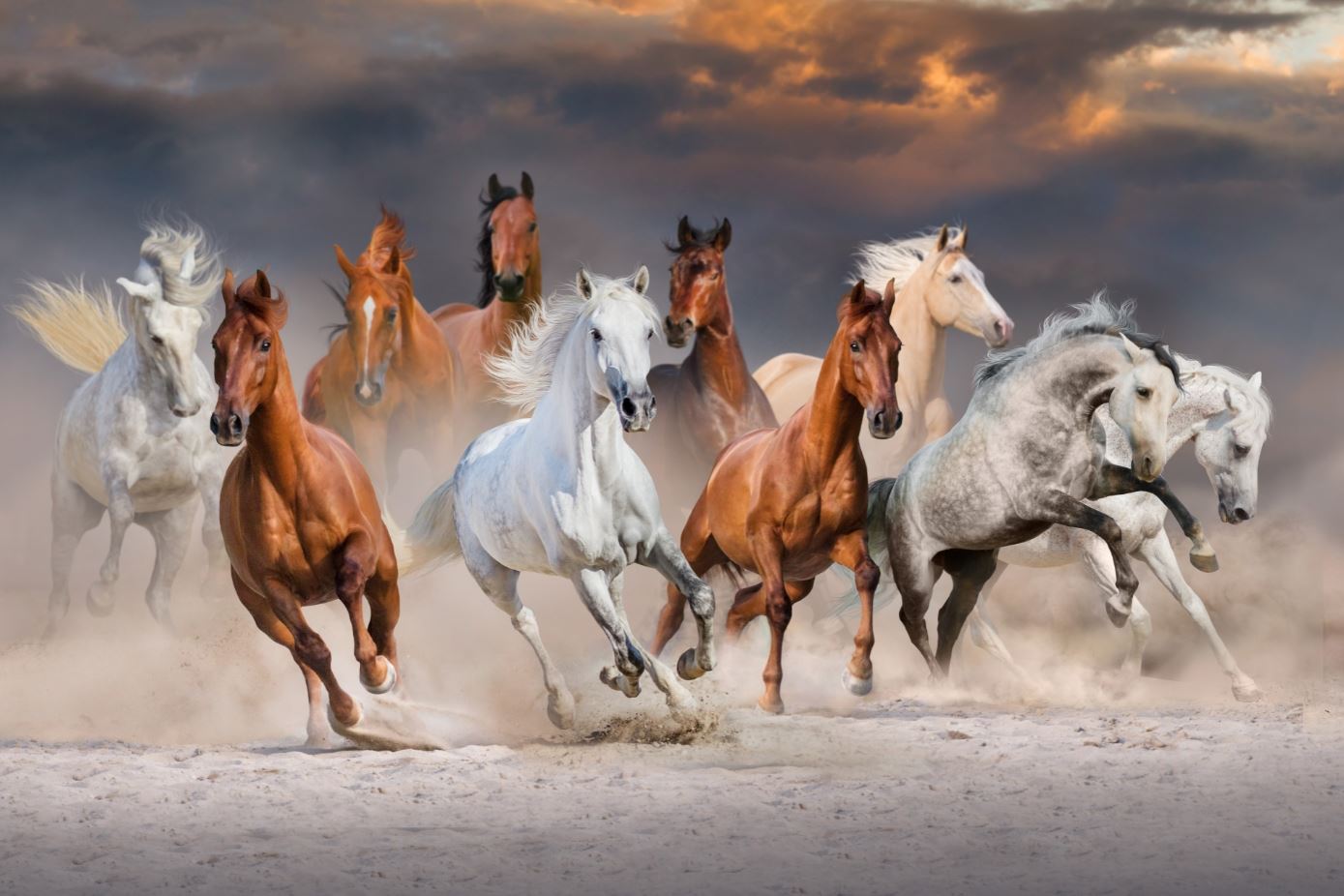 Horses Running on Sand Ground Photograph Print 100% Australian Made