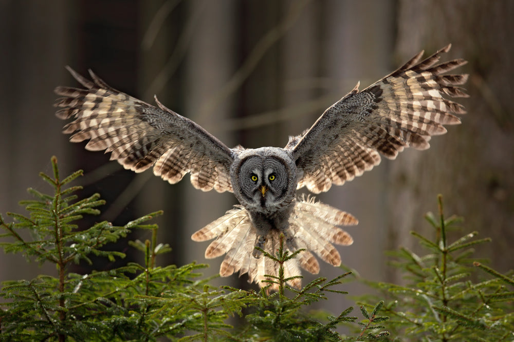 Flying Owl Photograph Print 100% Australian Made