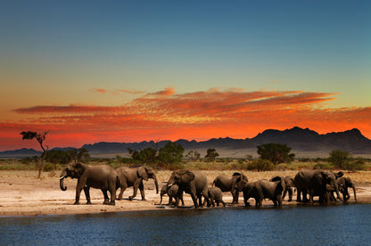 Elephant Herd Walking near Water Stream Sunset Photograph Print 100% Australian Made