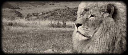 Panoramic Canvas Lion B&W Photograph High Quality 100% Australian made wall Canvas Print ready to hang