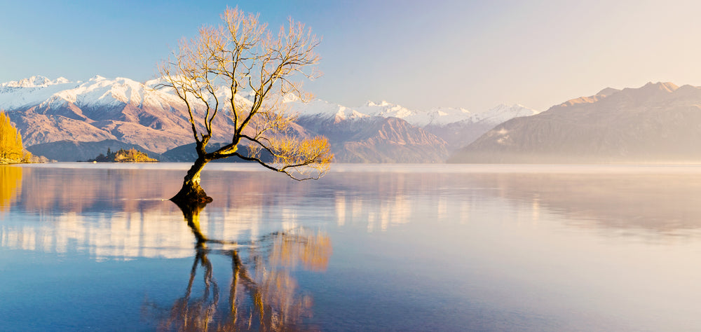 Tree in a Lake Scenery Photograph Home Decor Premium Quality Poster Print Choose Your Sizes