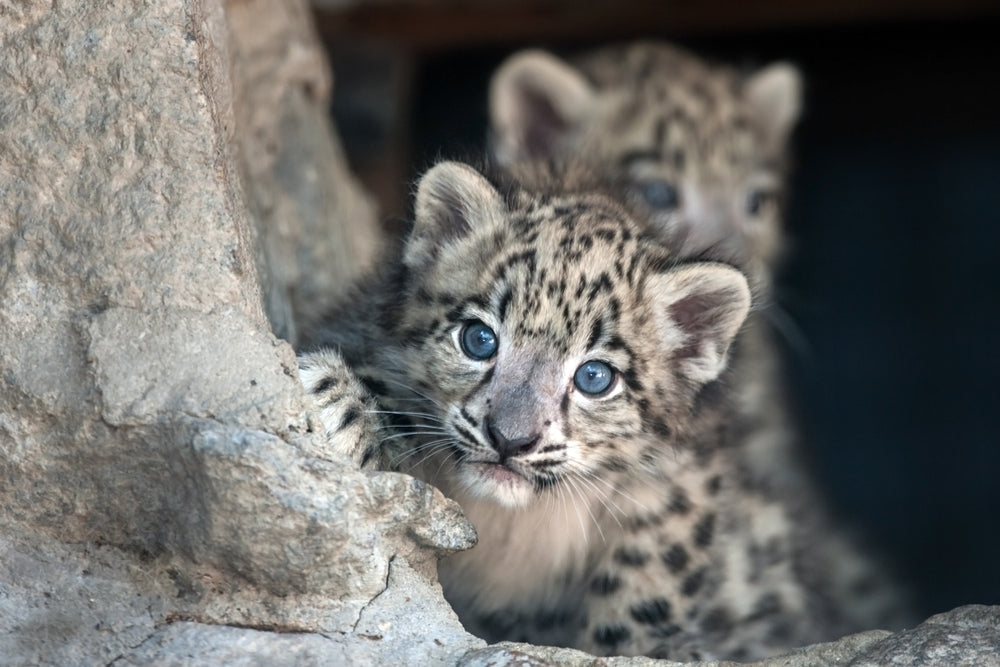 Snow Leopard Cub Print Ready to hang 100% Australian Made