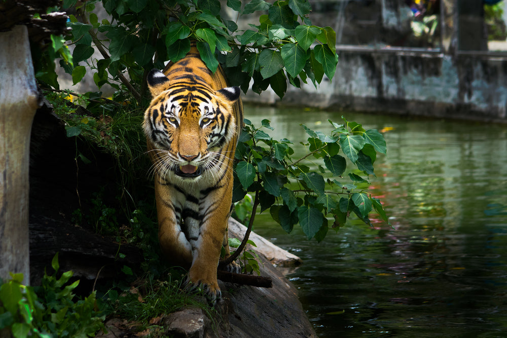 Tiger Walking Photograph Print 100% Australian Made