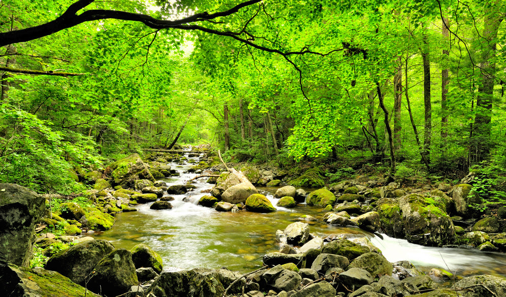 Deep Forest & Water Sream Photograph Print 100% Australian Made