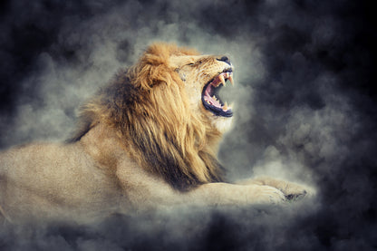 Lion Roaring Photograph Print 100% Australian Made