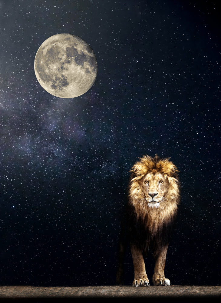 Lion Under Night Sky full of Stars & Moon Print 100% Australian Made