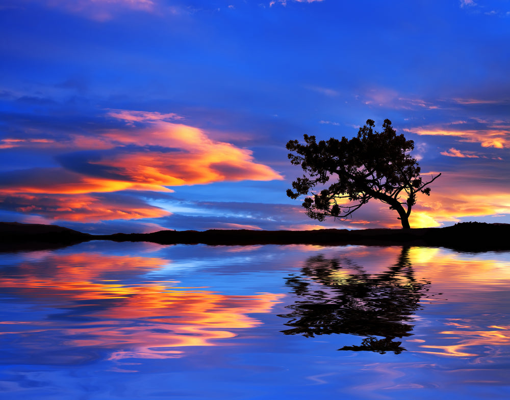 Tree Reflection on Lake Sunset Photograph Print 100% Australian Made