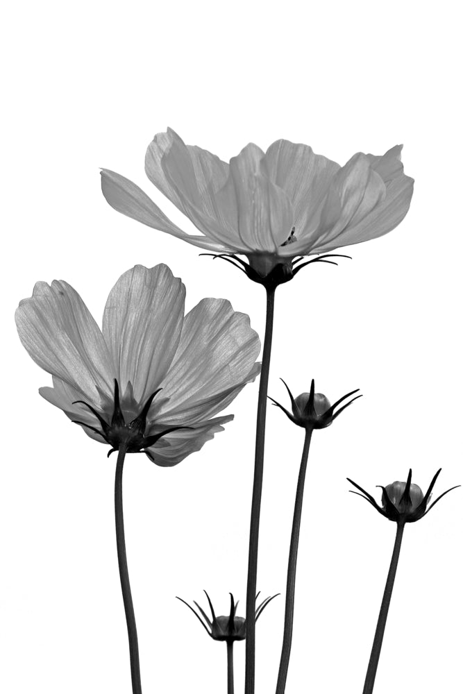 B&W Flowers Closeup Photograph Home Decor Premium Quality Poster Print Choose Your Sizes