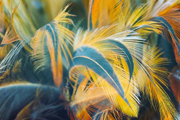 Colourful Feathers Photograph Print 100% Australian Made