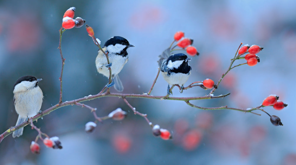 Great Tit Birds Sitting on a Tree Photograph Print 100% Australian Made