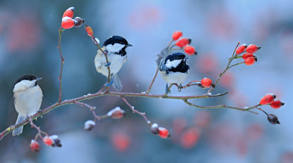 Great Tit Birds Sitting on a Tree Photograph Print 100% Australian Made