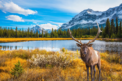 Elk in A Stunning Natural Bacground with Lake Photograph Print 100% Australian Made