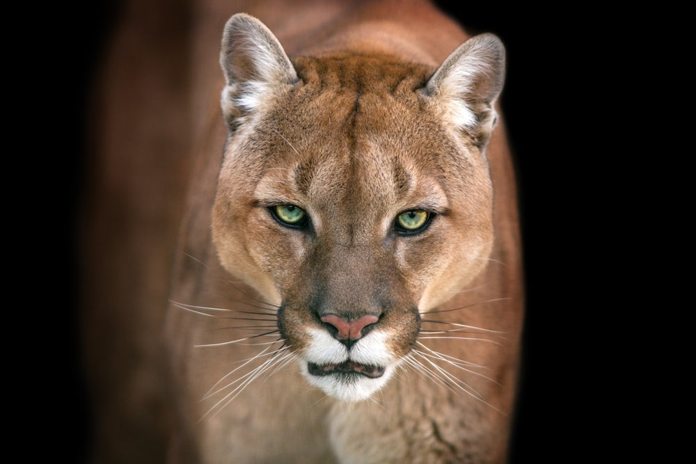 Puma Mountain Lion Face Print Ready to hang 100% Australian Made