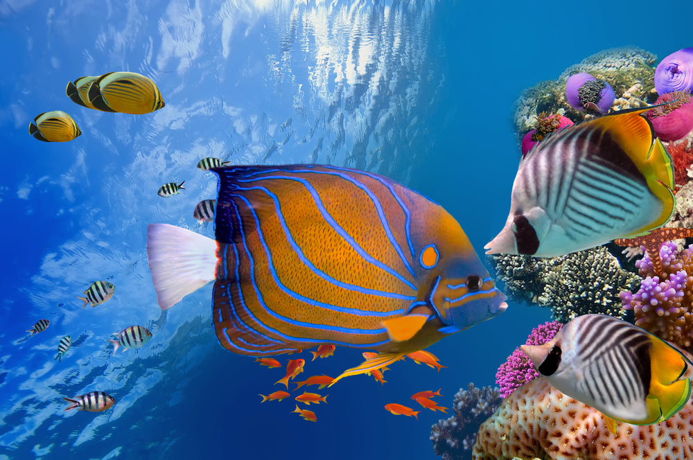 Fish Under Sea Scenery Photograph Home Decor Premium Quality Poster Print Choose Your Sizes