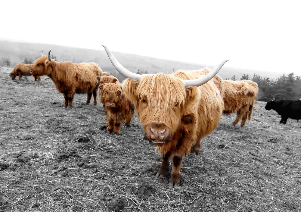 Highland Cow Herd on a Meadow Photograph Print 100% Australian Made