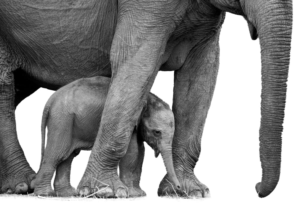 Elephant & Calf B&W Photograph Print 100% Australian Made