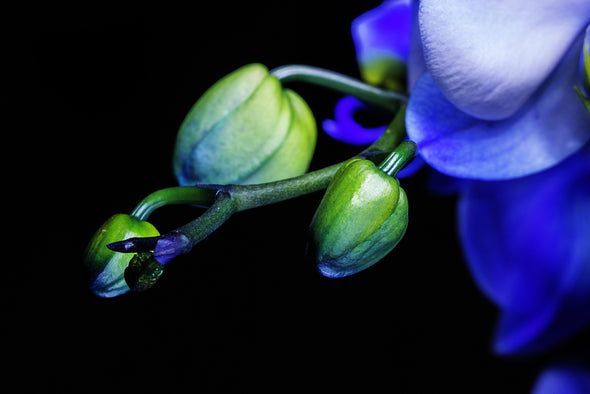 Blue Orchid Flower & Bud Photograph 100% Australian Made