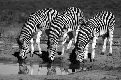 Zebras Drinking Water B&W Photograph Print 100% Australian Made