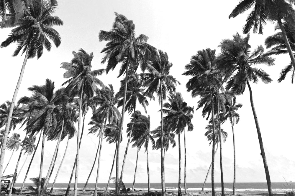 Palm Trees B&W Photograph Home Decor Premium Quality Poster Print Choose Your Sizes