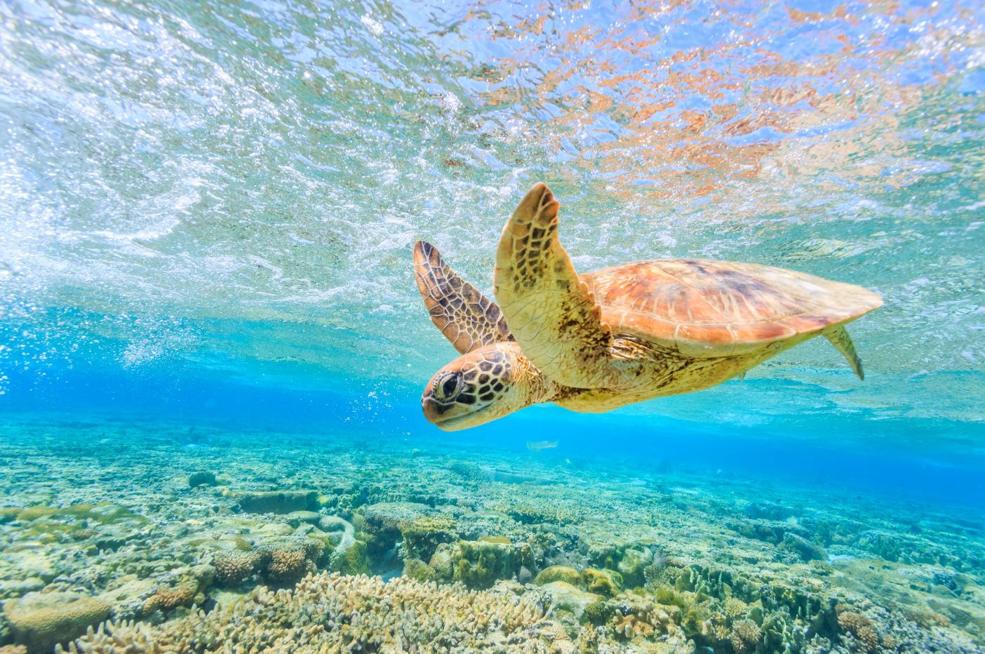 Turtle in Sea Photograph Home Decor Premium Quality Poster Print Choose Your Sizes