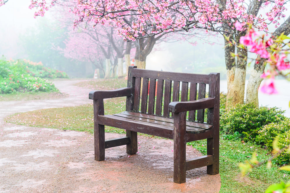 Bench Under Blossom Tree Photograph Print 100% Australian Made