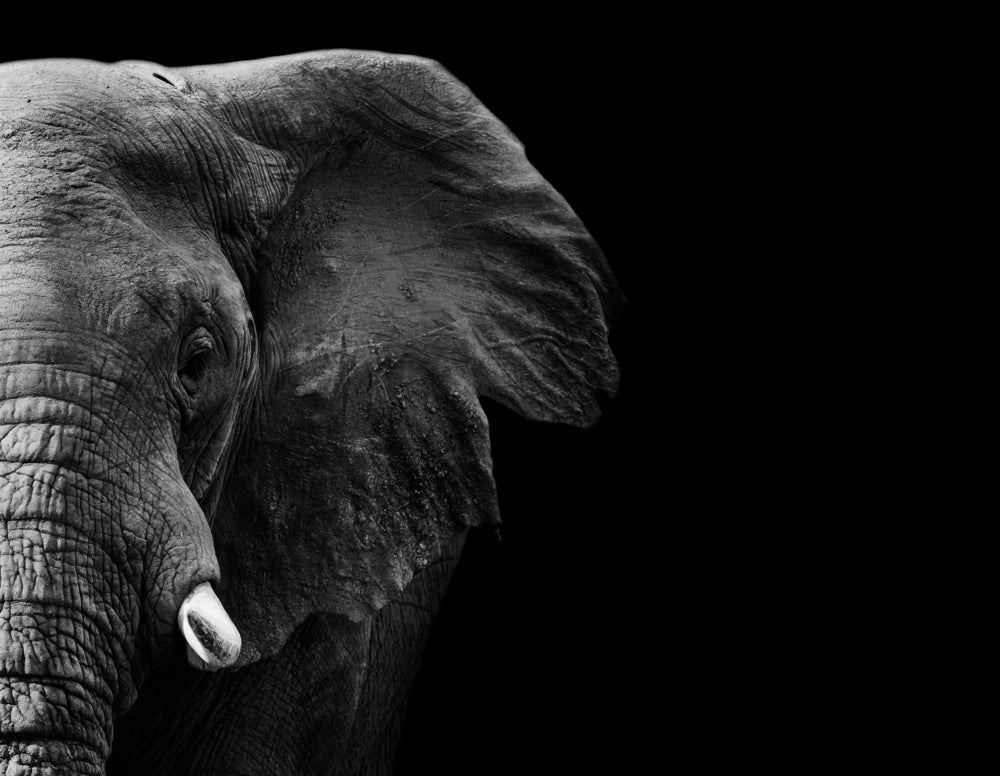 Elephant Portrait Black & White Photograph Print 100% Australian Made